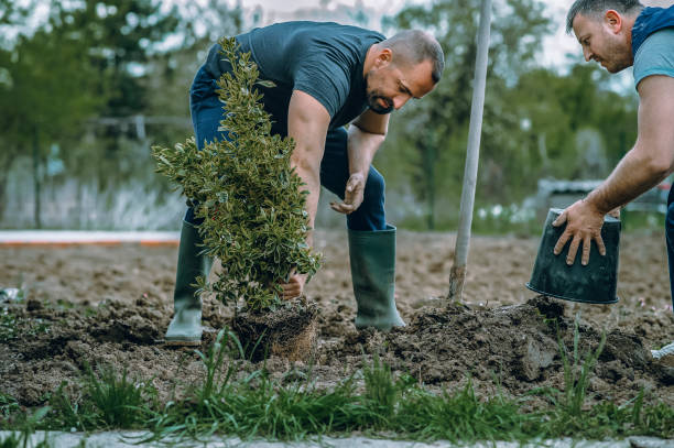 Best Dead Tree Removal  in Abbeville, SC